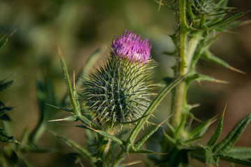 Thistle flower in a winter morning