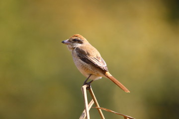 A Brown Shrike (Lanius cristatus) sitting on a branch Kanha National Park, Madhyapradesh India 