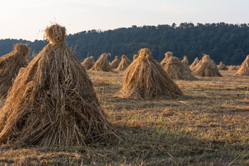 Harvested oat drying in the field