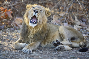 Obraz premium Asiatic Lion (Panthera leo persica) sitting and yawning in the forest at Gir National Park Gujrat India 