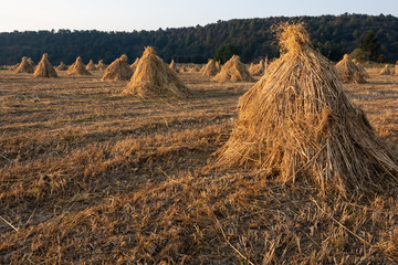 Harvested oat in the field