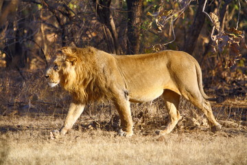 Asiatic Lion (Panthera leo persica) walking in the forest at Gir National Park Gujrat India 