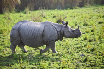 Obraz premium One Horned Rhino (Rhinoceros unicornis) at Kaziranga National Park Aasam India 