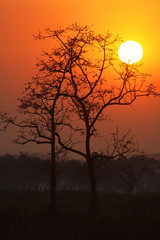 Sunset at Kaziranga National Park Aasam India 