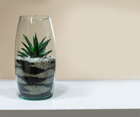 Small succulent in a glass pot