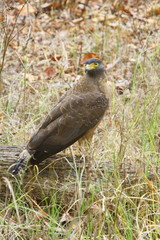 A Crested Serpant Eagle (Spilornis cheela) at Kanha National Park, Madhyapradesh India 