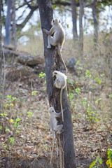Two young Grey Langur (Semnopithecus entellus) sitting on the tree Kanha National Park, Madhyapradesh India 
