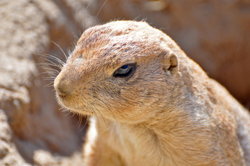 A gopher or ground squirrel observing his environment. 