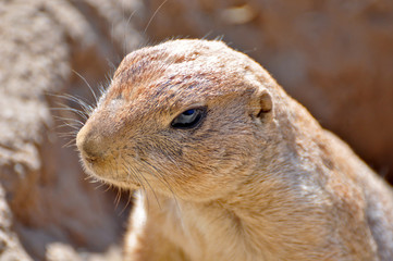 A gopher or ground squirrel observing his environment. 