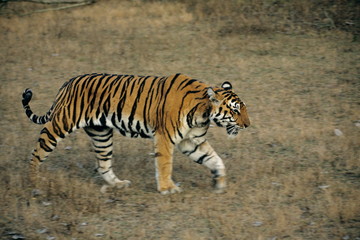 Fototapeta na wymiar Panthera Tigers, Felidae, Kanha Tiger reserve, Madhya Pradesh India