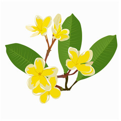 aloha, aromatic, arranged, asia, bali, bloom, blooming, blossom, colorful, decor, decoration, design, exotic, flora, floral, flower, foliage, fragrant, frangipani, hawaii, hawaiian, herbal, isolated, 