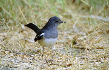 Oriental Magpie Robin-Copsychus Saularis, Female at Keoladeo National park, Rajasthan, India