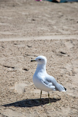 seagull on the beach
