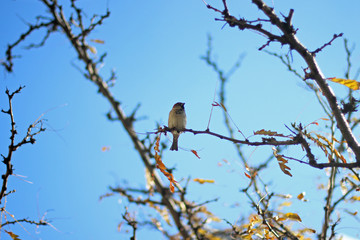 Sparrow sitting in the branches of a tree