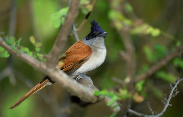 Asian Paradise Flycature Terpsiphone paradisi, Female, Western Ghats, India