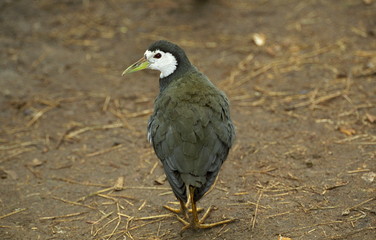 White-Breasted Waterhen-Amaurornis phoenicurus, at Keoladeo National park, Rajasthan, India