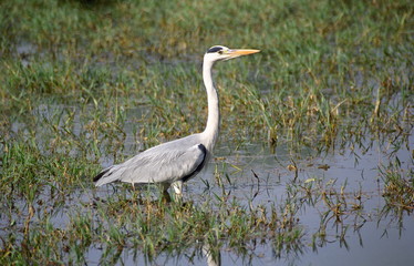 Grey Heron, Ardea cinerea, at Keoladeo National park, Rajasthan, India