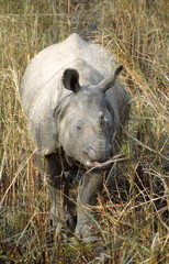 Great Indian One horned Rhinoceros-Rhinoceros Unicornis, Chitwan National Park, Nepal