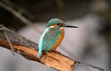 Common Kingfisher-Alcedo atthis, at Keoladeo National park, Rajasthan, India