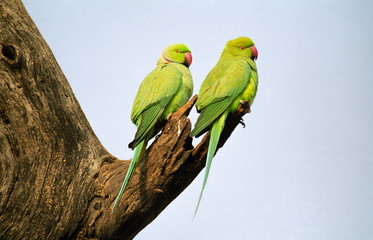 Rose-ringed Parakeet Pair-Psittacula krameri, at Keoladeo National park, Rajasthan, India