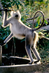 Common Langur, Prsbytis entellus, Drinking water from tap, Nagzira Wild life sanctuary, Maharashtra, India.