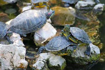 Fototapeta premium turtle on a rock