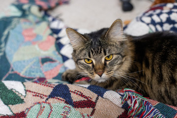 cat on blanket
