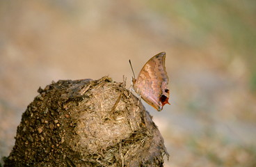 Tawny Raja, Charaxes bernardus. Sitting on elephant dung to suck the salts, Maharashtra, India.