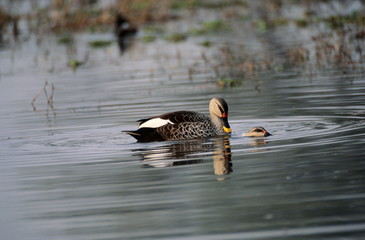 Mating of Poeciliorhyncha zonorhycha. Comenly found in wetlands and freshwaters all over India. Keola Deo National park, Bharatpur, Rajasthan, India