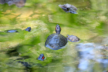 Obraz premium turtles in the water