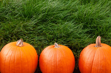 Pumpkins and Grass