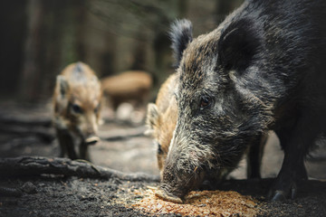 Dziki © wrzesientomek
