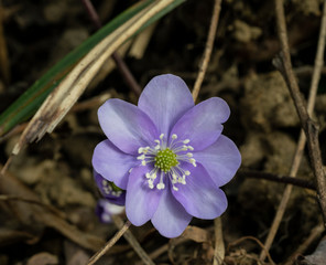 fiori blu di anemone hepatica nel bosco in primavera
