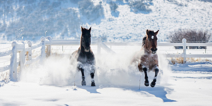 Two horses galloping through the snow in the winter. 