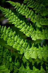 Spring Fern