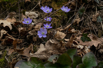 fiori blu di anemone hepatica nel bosco in primavera