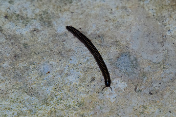 Crawling on concrete millipede. Millipede - centipedes black wit
