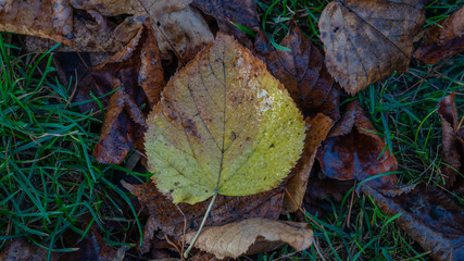 autumn leaves on the ground