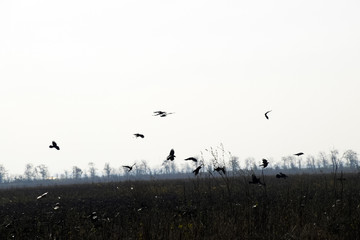 Crows circling above the plowed field in search of worms