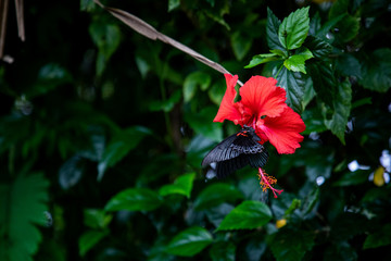Black tropical butterfly holding on a red hibiscus flower