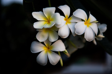 Fototapeta na wymiar Beautiful white and yellow Plumeria flowers on dark background