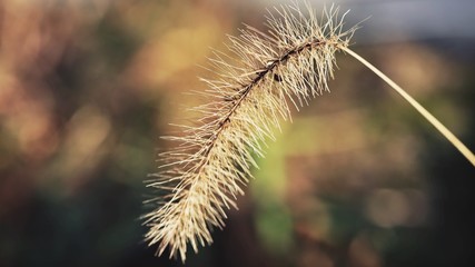 Fototapeta premium grass in the wind