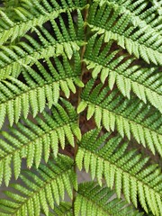 green leaf  texture for wallpaper