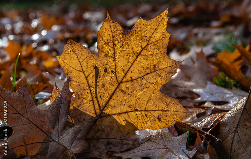 Wall mural autumn leaves