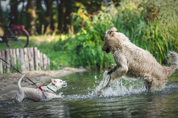 Pies w wodzie © wrzesientomek
