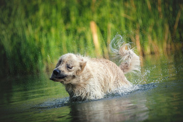 Pies w wodzie © wrzesientomek