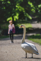 Łabędź niemy © wrzesientomek
