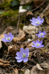 fiori blu di anemone hepatica nel bosco in primavera