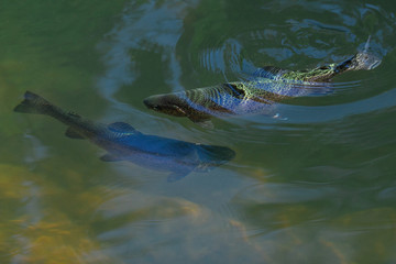 Obraz premium The rainbow trout (Oncorhynchus mykiss) in the lake.The rainbow trout (Oncorhynchus mykiss) in the lake.Trout in the green water of a mountain lake. Big brown trout swimming in blue green water 