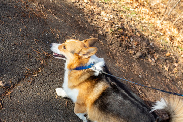 Corgi jogging on black pavement during fall